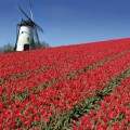 pays bas moulin et tulipes