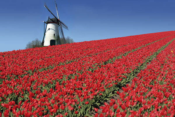 pays bas moulin et tulipes